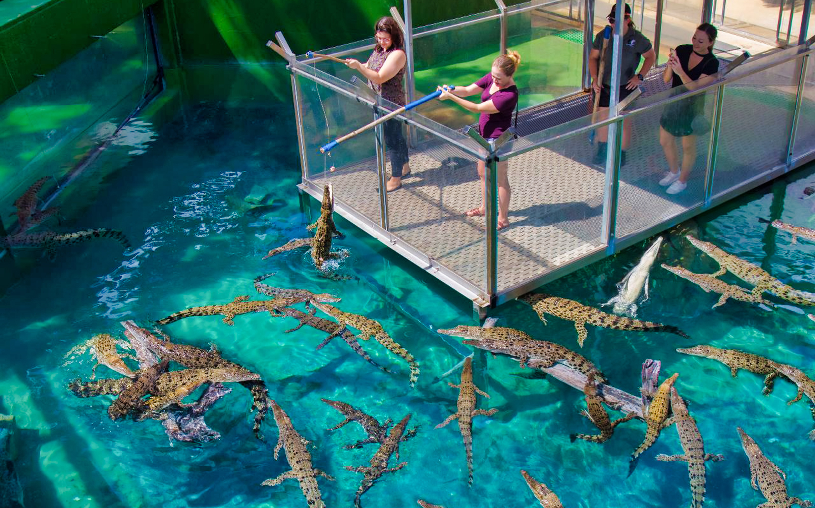 Image of Crocosaurus Cove: Big Croc Feed VIP Experience