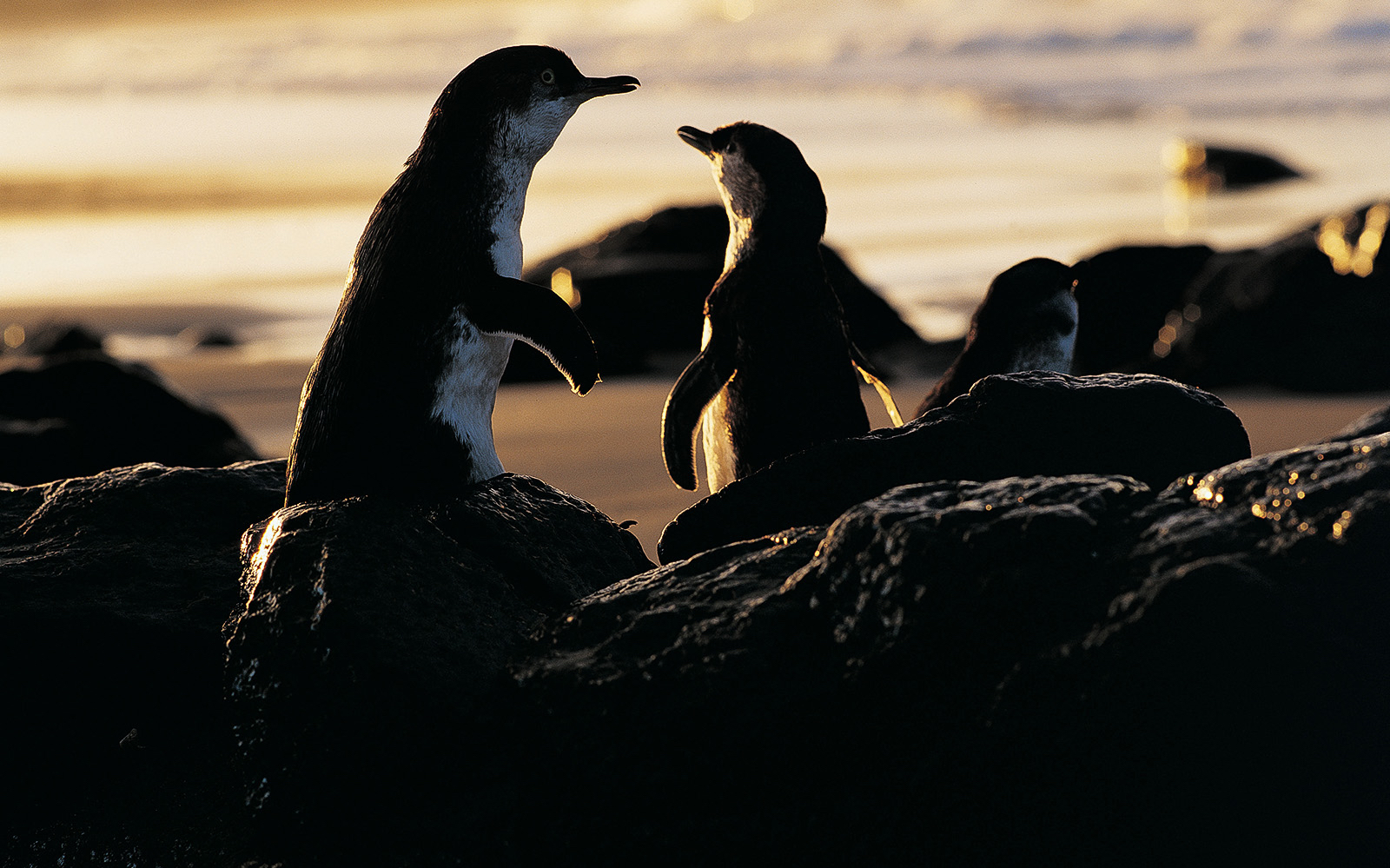 Image of Phillip Island – Penguins, Koalas & Wildlife Tour