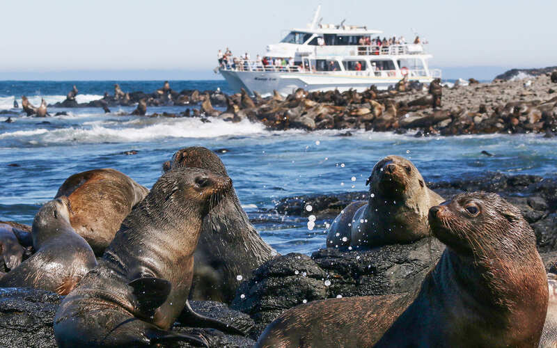 Image of Seal Watching Afternoon Cruise at Phillip Island