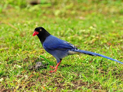 Image of Bird Watching In Mudumalai