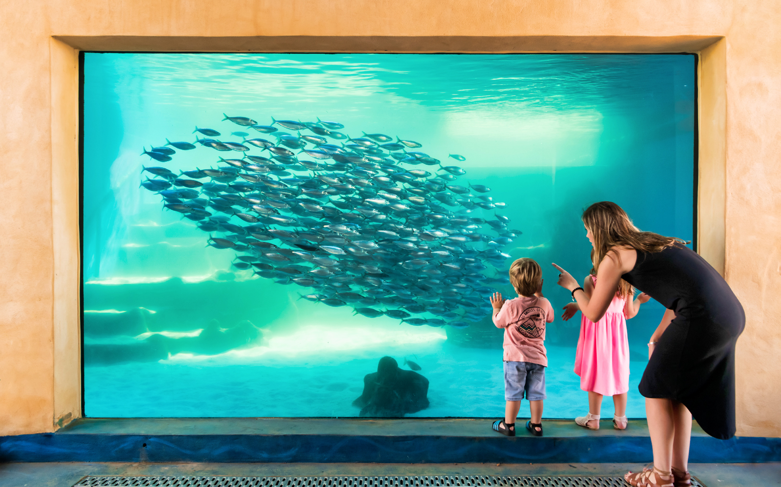 Image of The Aquarium of Western Australia (AQWA) Tickets