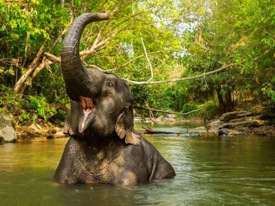 Image of Phuket Elephant Jungle Sanctuary Tickets