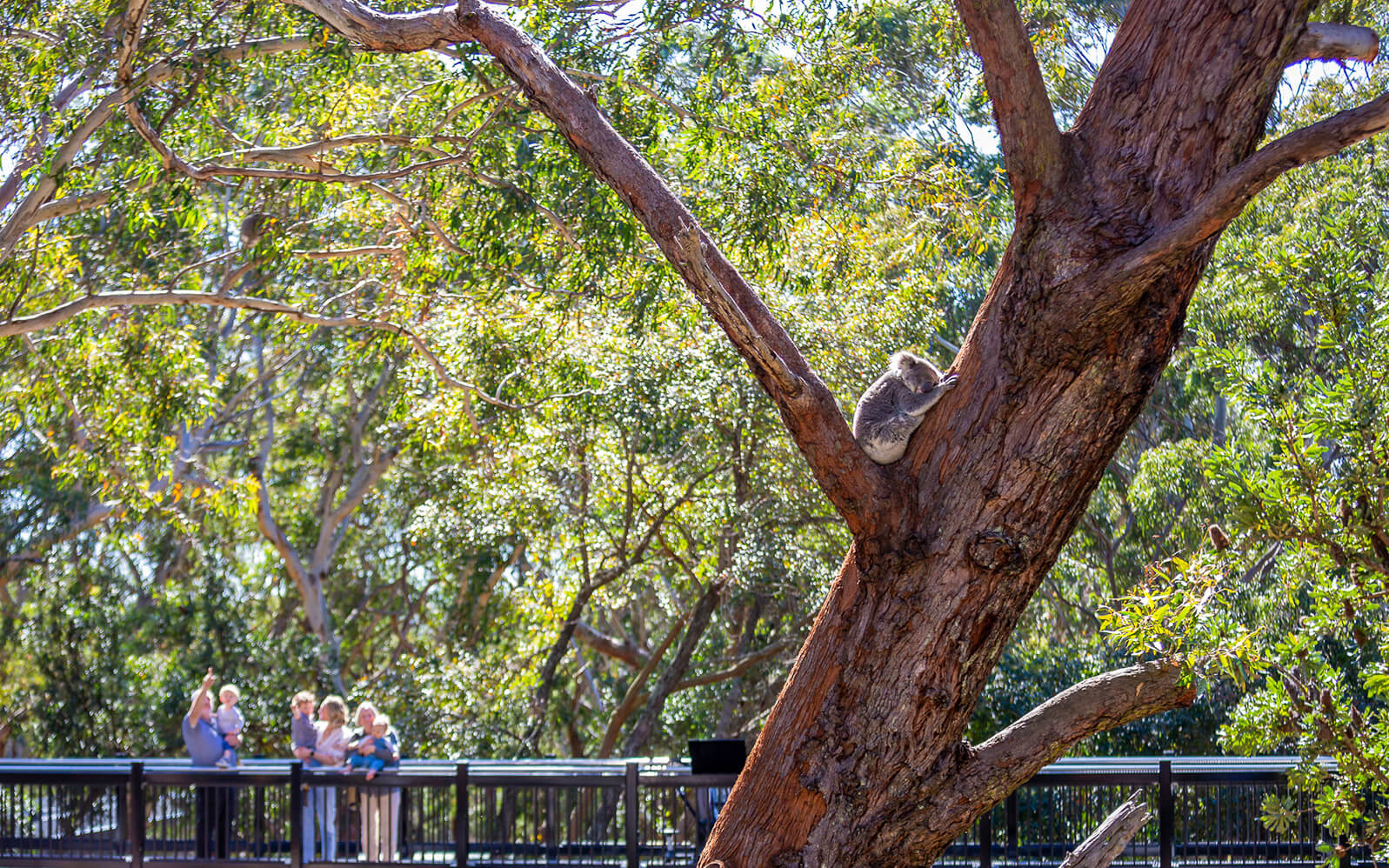Image of Port Stephens Koala Sanctuary Tickets