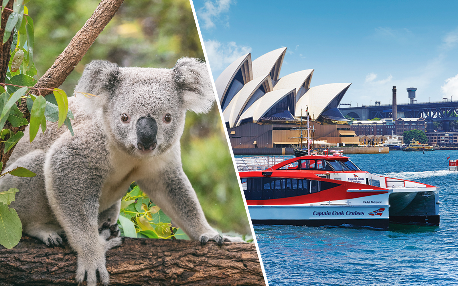 Image of Combo: Captain Cook Cruises 2-Day Hop-On-Hop-Off Cruise + Taronga Zoo Tickets