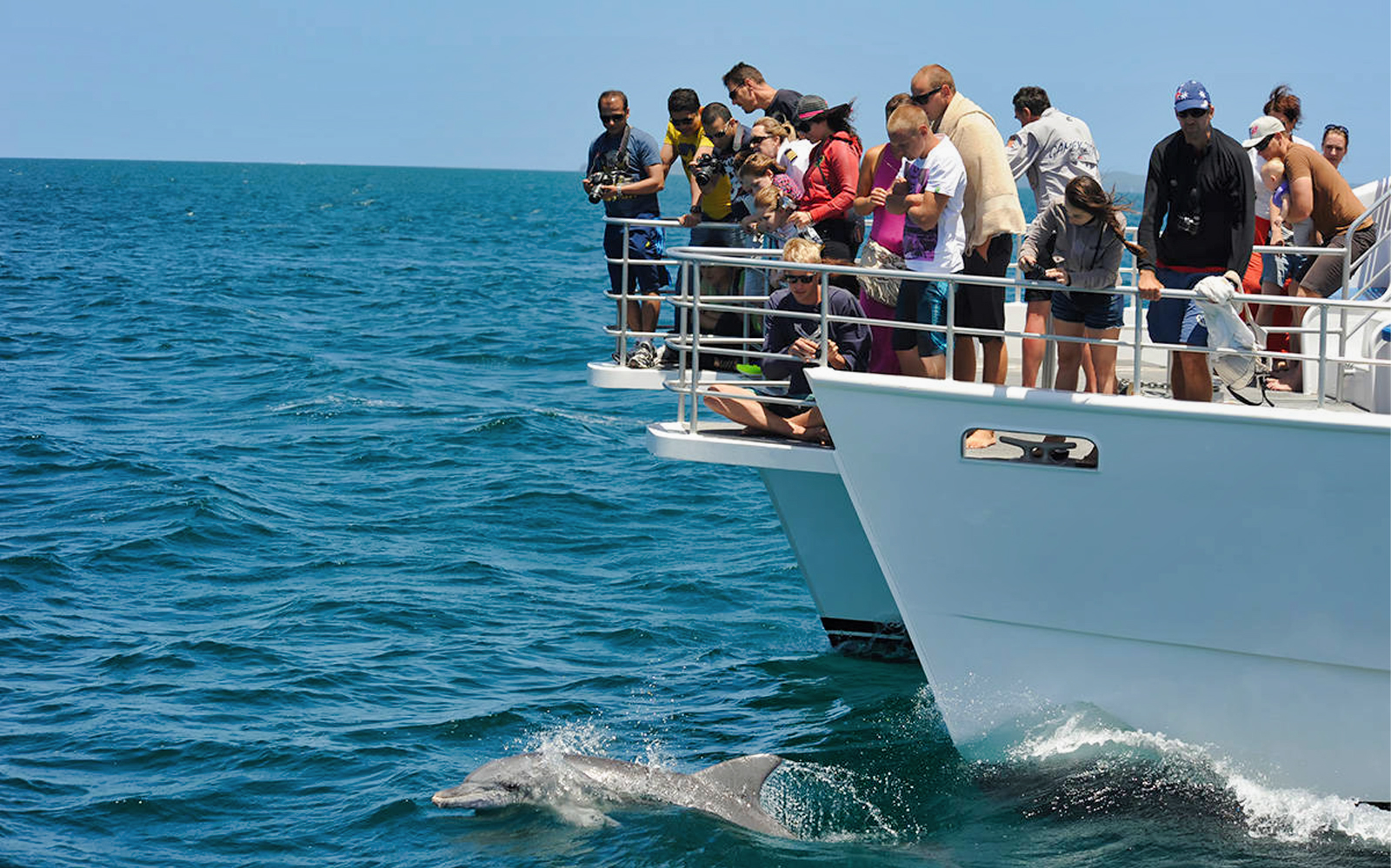 Image of Jervis Bay Dolphin Watch Cruise Sydney