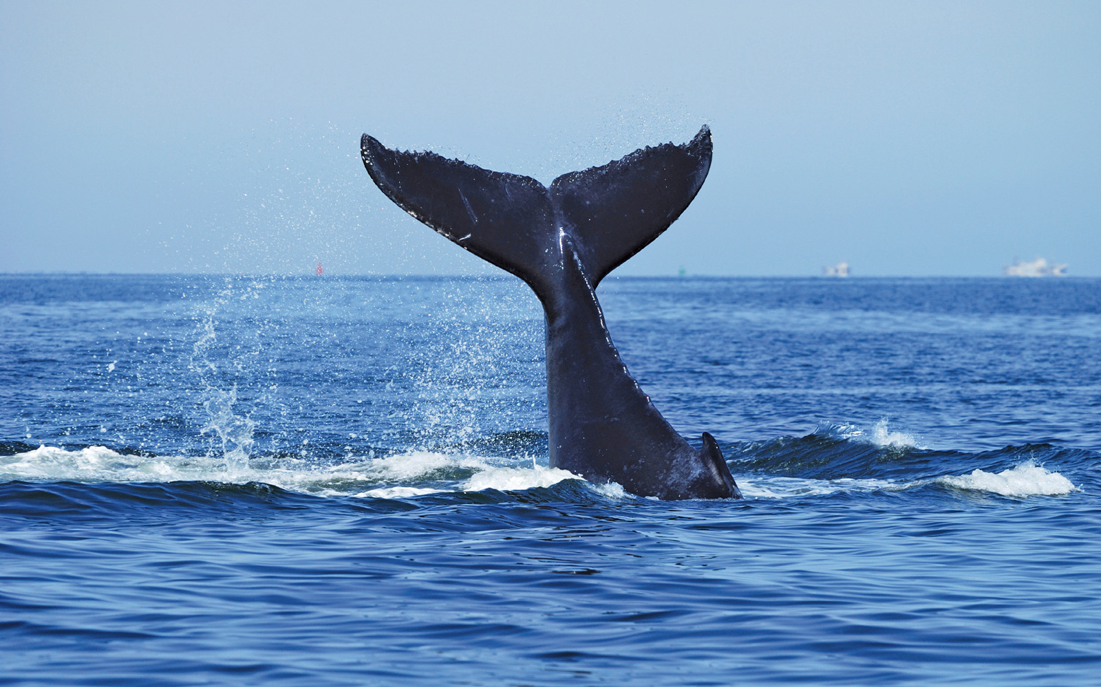 Image of Sydney Whale Watching Cruise with Breakfast or Buffet Lunch