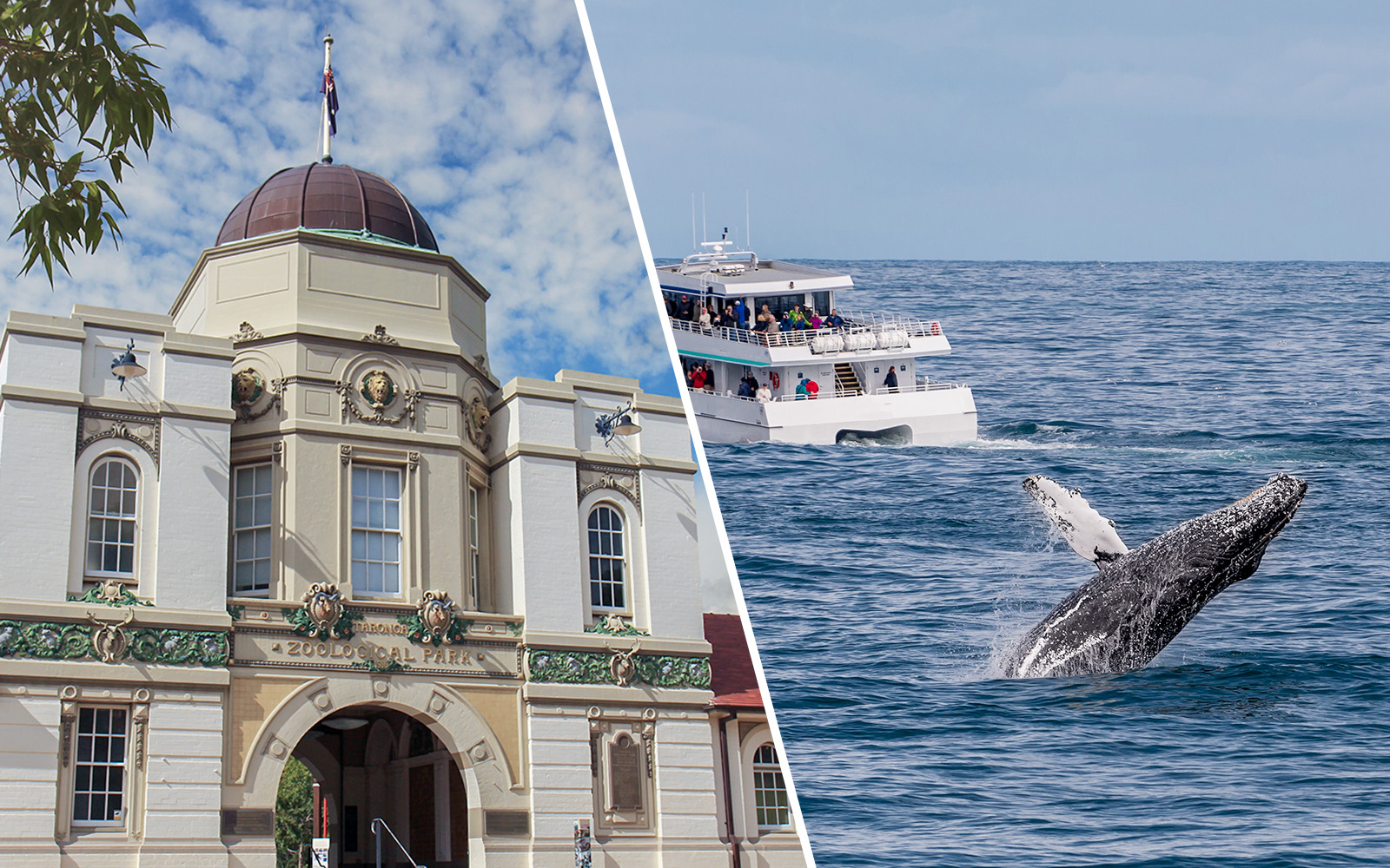 Image of Taronga Zoo & Whale Watching Cruise Combo