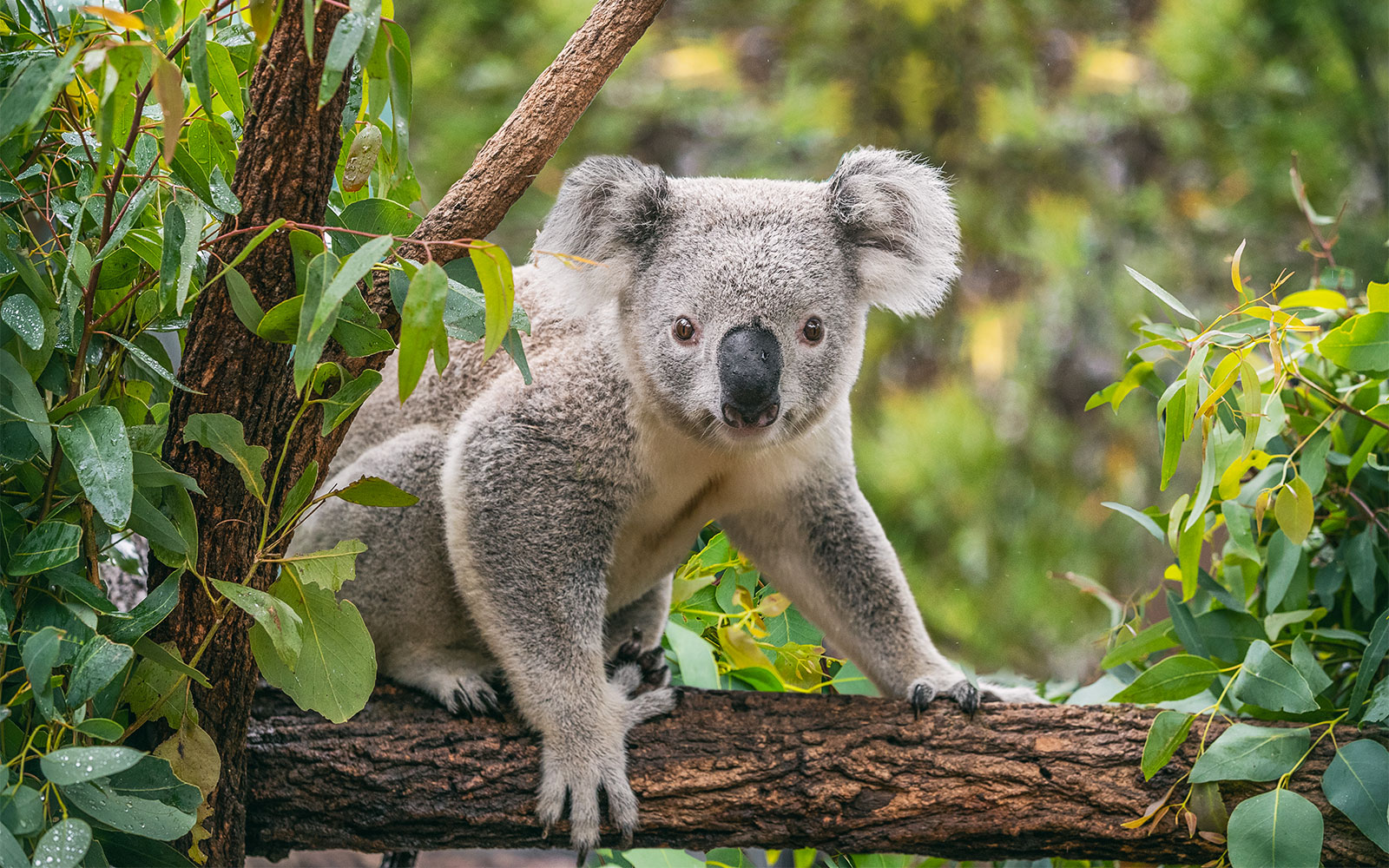 Image of Tickets to Hunter Valley Wildlife Park