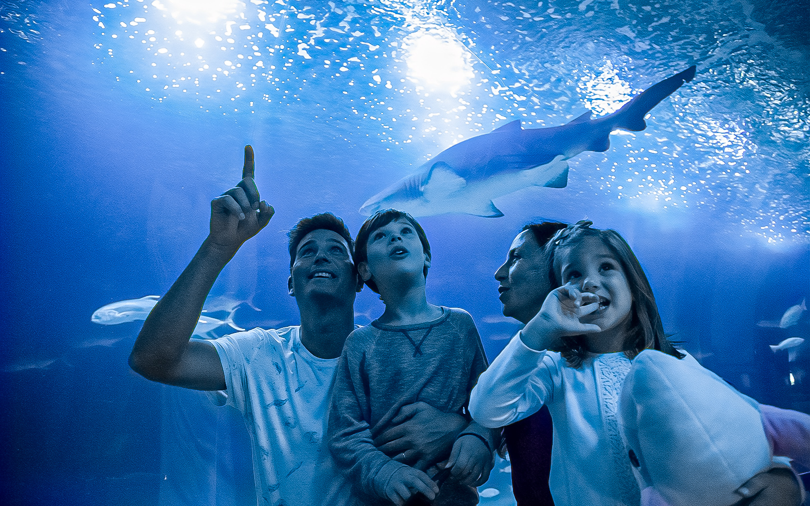 Image of 1-Day Tickets to Oceanogràfic with Optional 4D Cinema & Backstage Tour