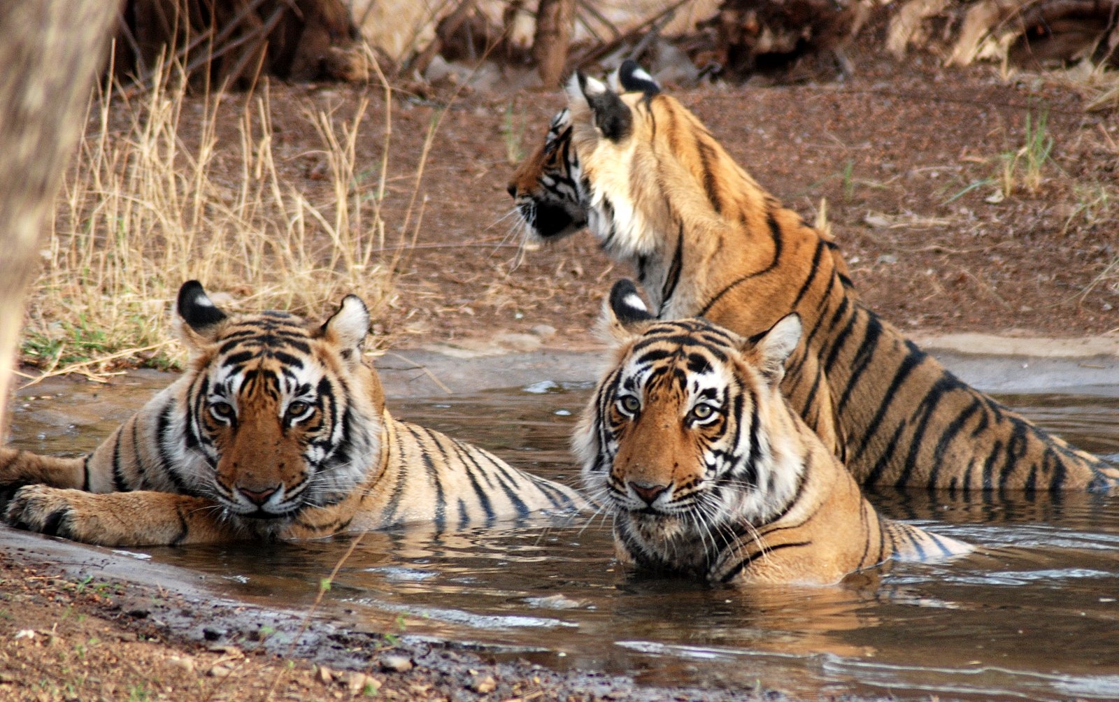 madhya pradesh wildlife tour packages