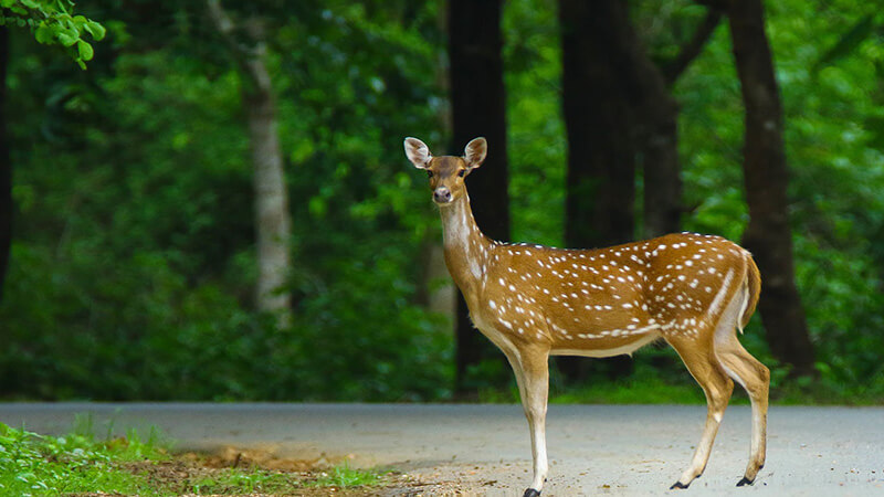 10 Best National Parks and Wildlife Sanctuaries in Madhya Pradesh