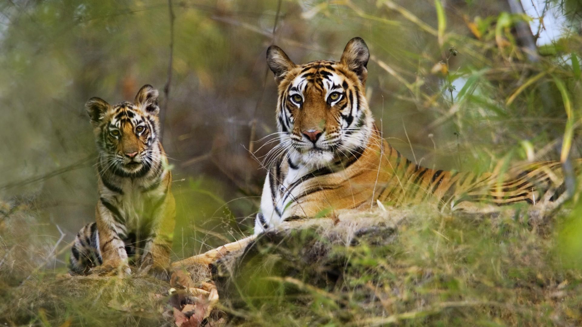 10 Best National Parks and Wildlife Sanctuaries in Madhya Pradesh
