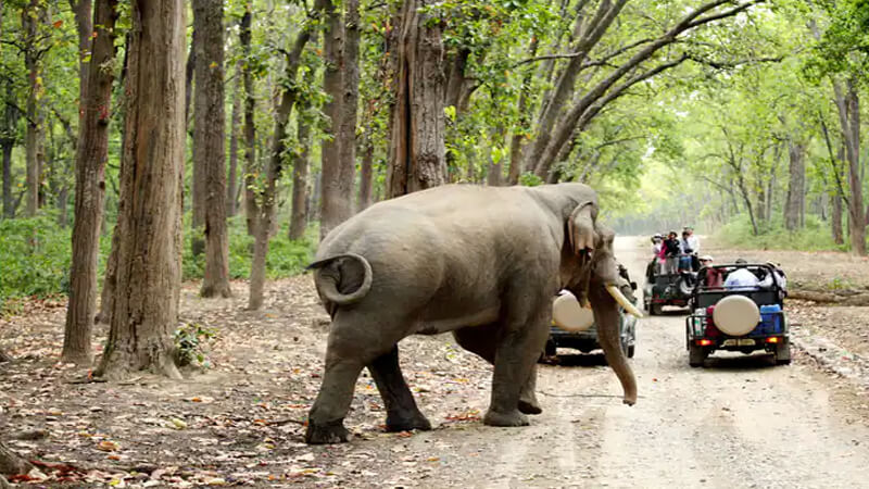biggest jungle safari in india