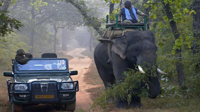 best safari in india quora
