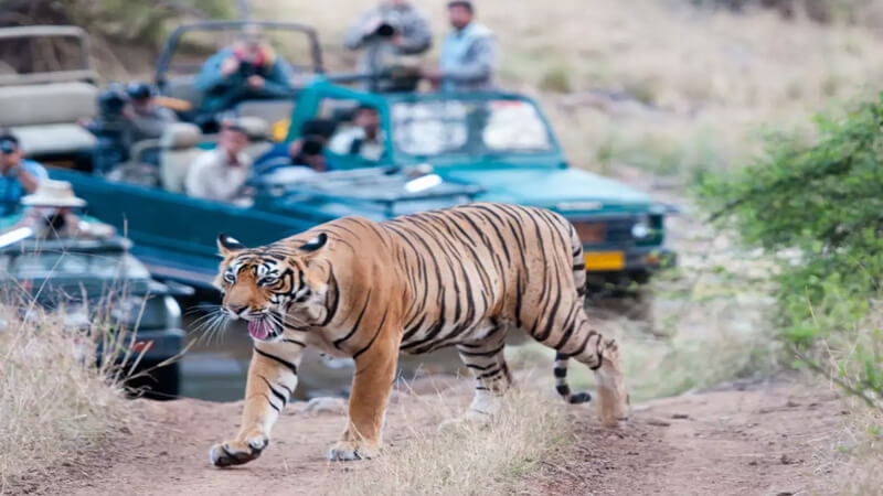 wildlife safari tours in india