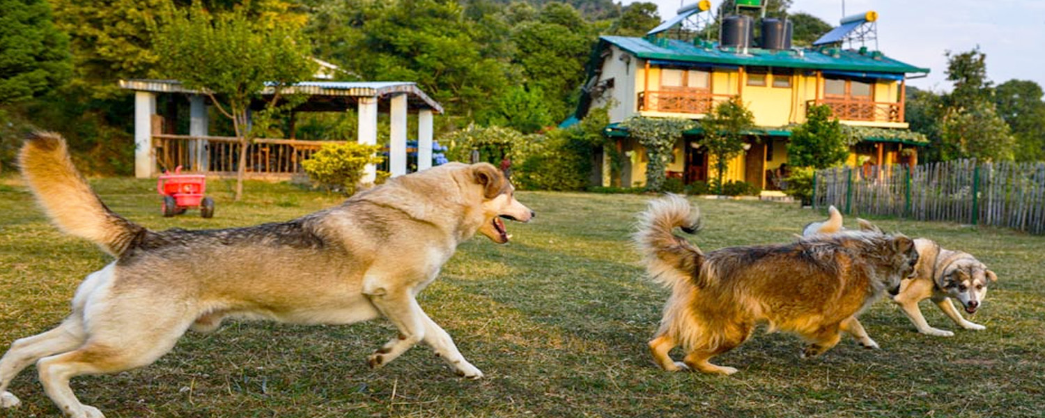 Enjoy with your Pooches at Pet Friendly Resorts in India
