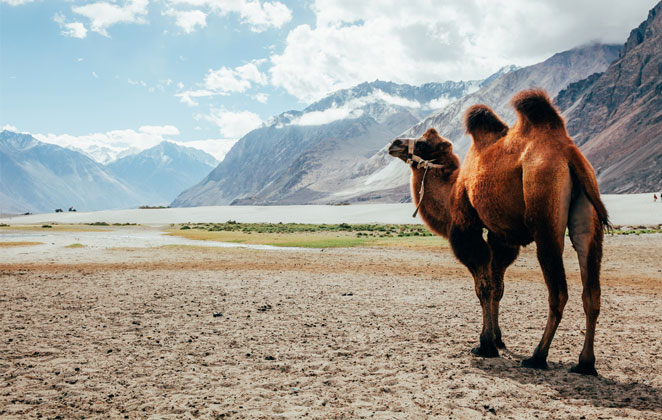 Ladakh Tour: 10 Unusual Things about Ladakh