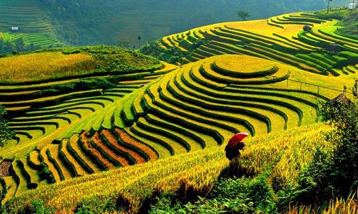 Beautiful Rice Terraces In Asia That Are Stairways To Heaven