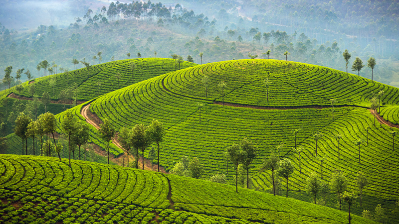 munnar