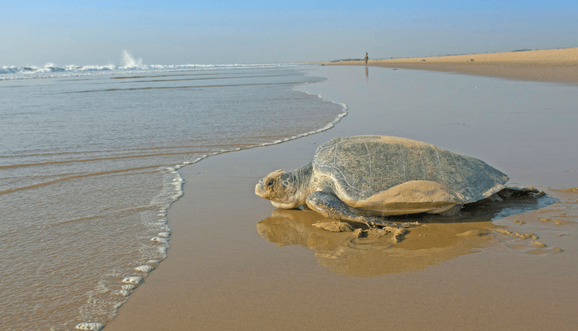 chandipur-beach