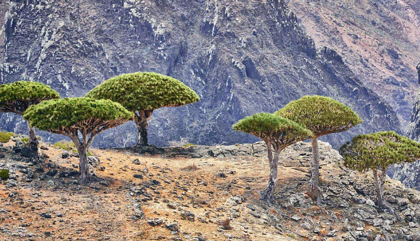 Dragon blood trees