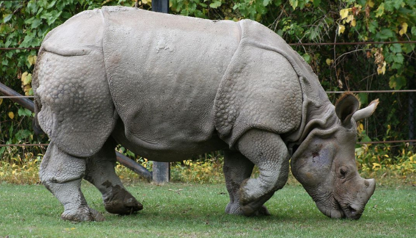 Kaziranga National Park, India