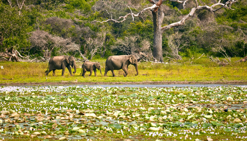 Yala National Park