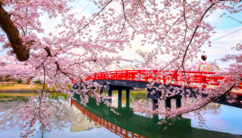 The Pink Thaw: Hanami in Japan
