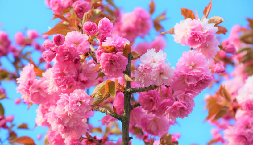 The Astronomical Spring: Nowruz