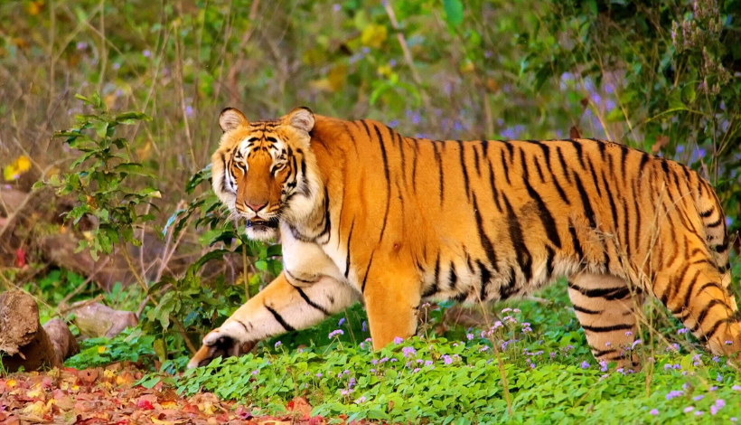 Jim Corbett National Park, India