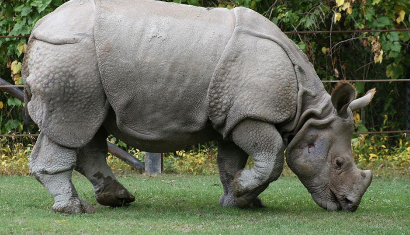 Kaziranga National Park