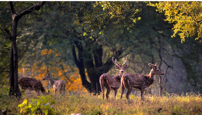 Kanha National Park