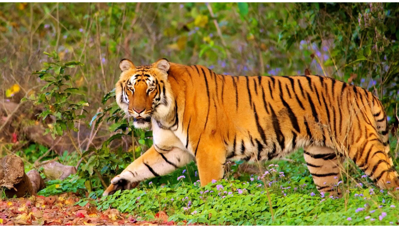 Jim Corbett National park