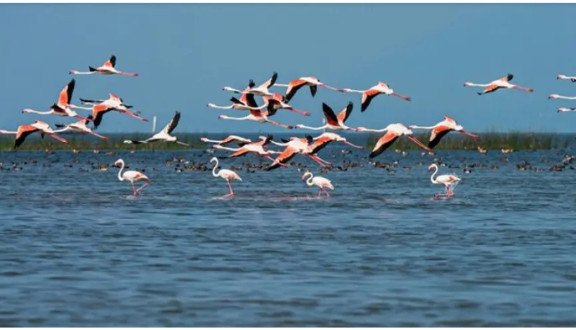 Chilika Lake, Odisha
