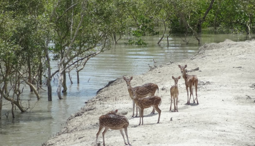 Sundarbans National Park, West Bengal