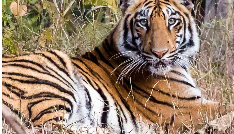 Tadoba-Andhari Tiger Reserve, Maharashtra