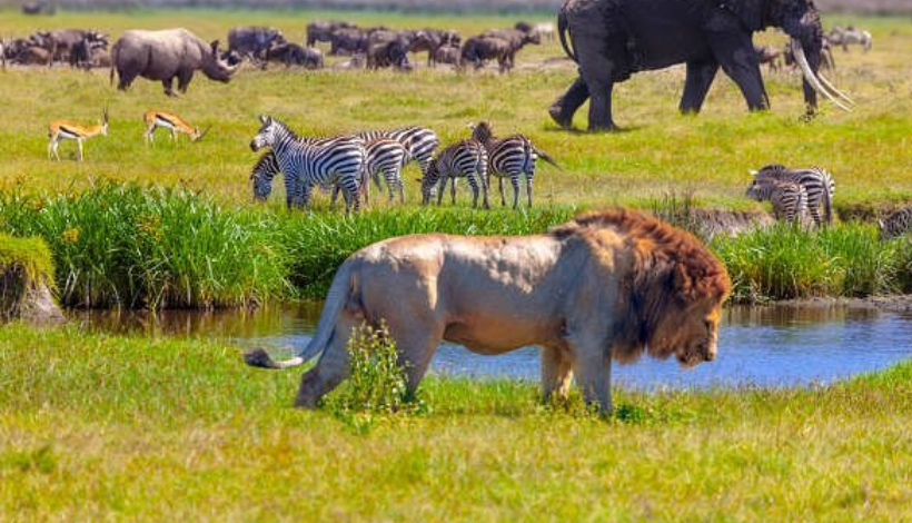Serengeti National Park, Tanzania