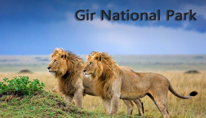Gir National Park, Gujarat