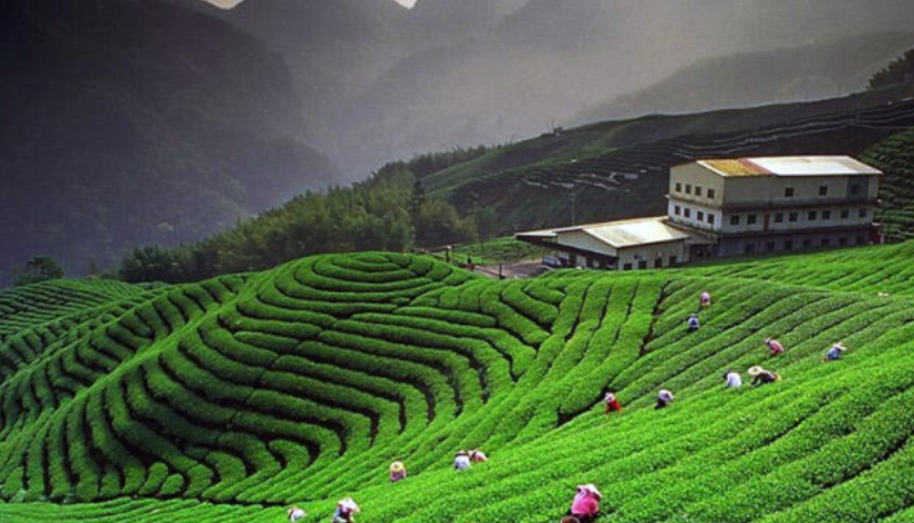 Kausani: Tea, Views, and Mahatma Gandhi's Favourite Spot