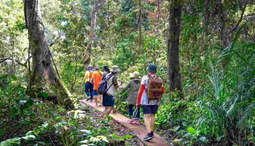 Forest Therapy Travel: When Attention Narrows