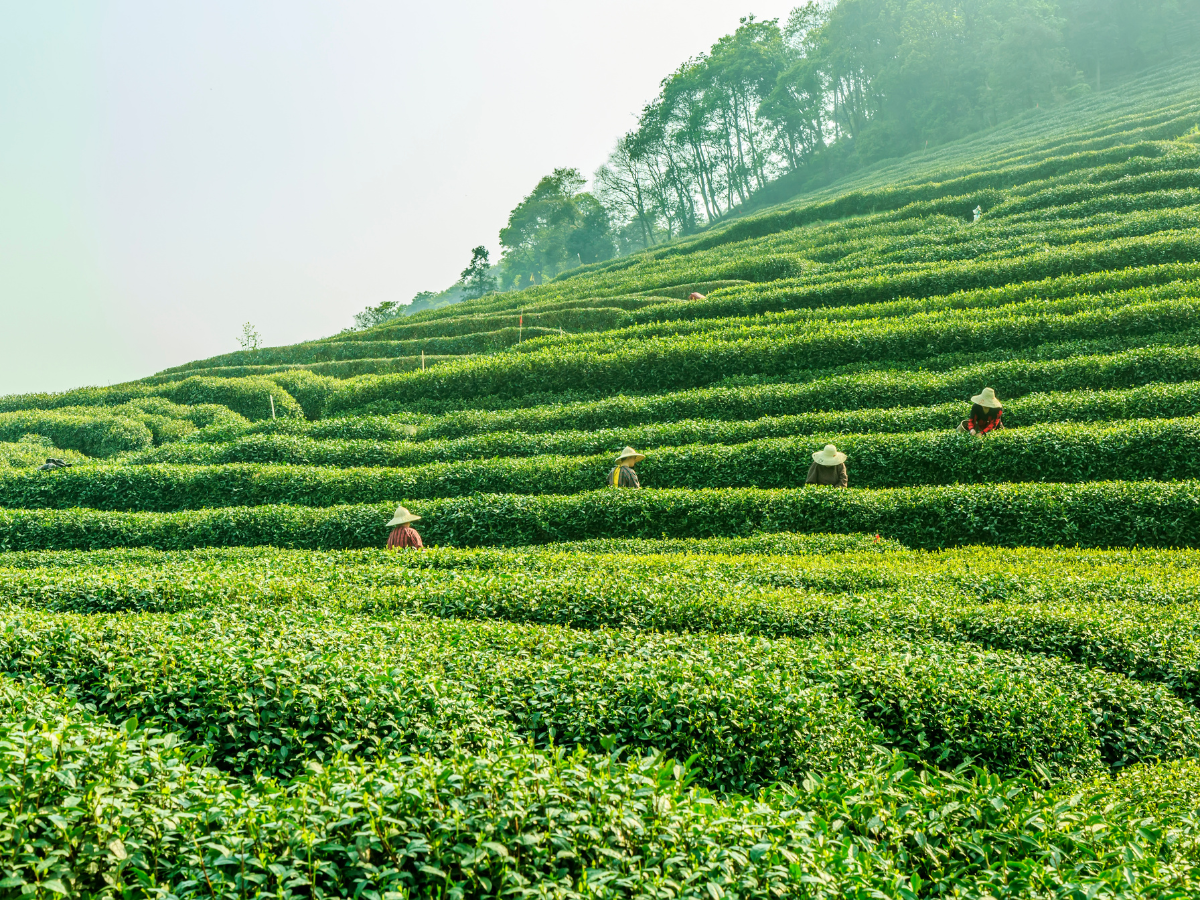 Darjeeling Tea Picker