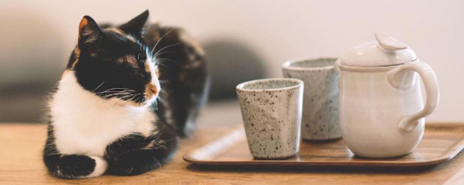 Cat Cafes Cat Cafes Around The World