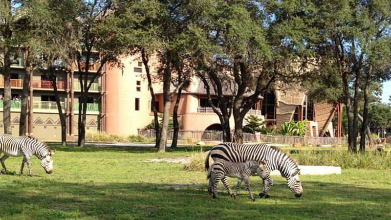 Hotels Where You Can Enjoy Staying With Amazing Wildlife