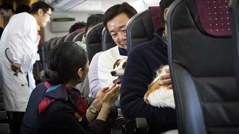 cathay pacific travel with pet