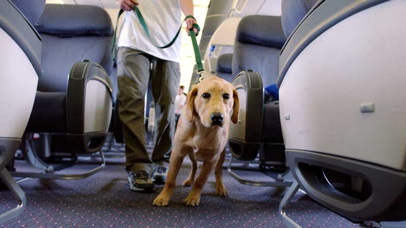 travel with pets air canada