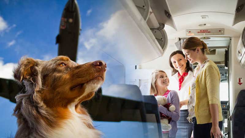 how do dogs travel on airlines