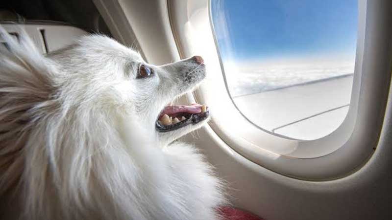 pet travel airlines cheap