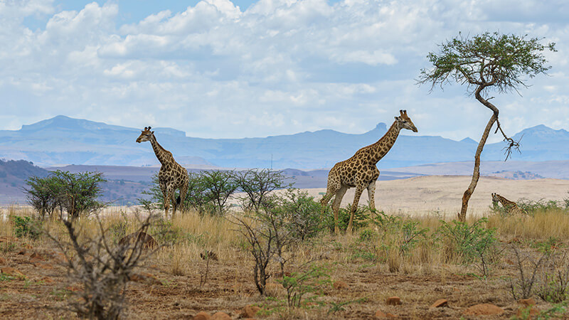 south african tourism holding steady