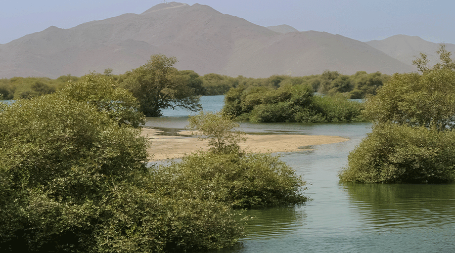 Mangroves