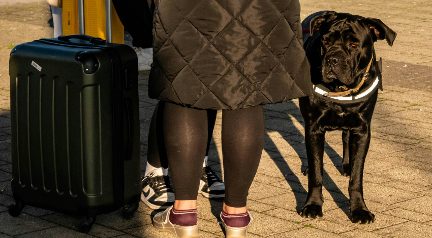 travelling with pets